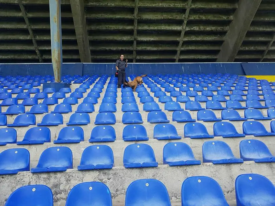 Pas tijekom sigurnosne pretrage stadiona prije utakmice.