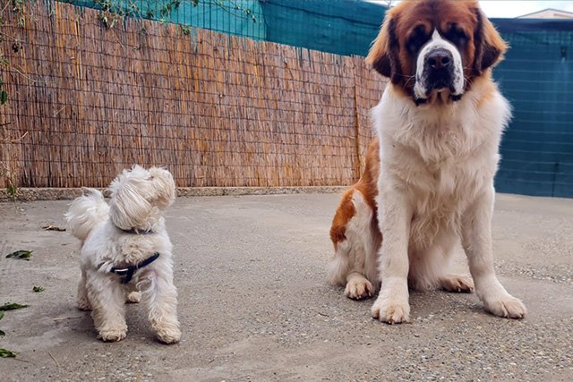 Socijalizacija pasa na svježem zraku